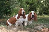 BASSET HOUND 148